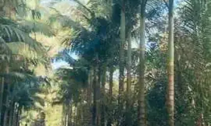 40.000m2 /deck rio cacatu/acesso mar/300 metros frente rio cacatu