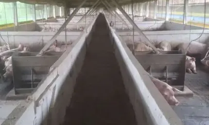 Granja porcos integrada pamplona/60.000m2/plana/toda cercada