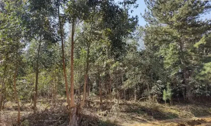 31.147 M2/BROTA EUCALIPTO/ÓTIMA LOCALIZAÇÃO/IDEAL INVESTIDOR