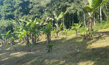 Chácara / sítio à venda na Zona Rural, Morretes 