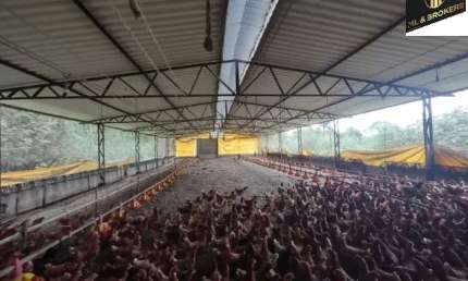 114.000M2/GRANJA CAPACIDADE 8.000 MIL OVOS DIA/IDEAL INVESTIDORES