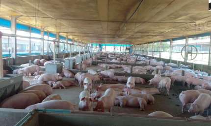 Chácara / sítio com 3 quartos à venda na Área Rural, Área Rural de Toledo, Toledo