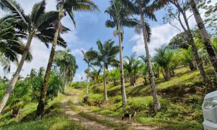 Chácara / sítio à venda na Estrada das Colônias, 02, Colônia Quintilha, Paranaguá