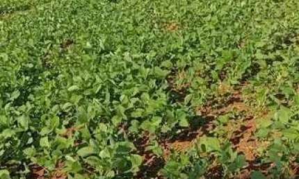 Chácara / sítio com 2 quartos à venda na Zona Rural, Ortigueira 