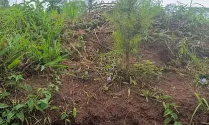 420.000m2/17.3 alqueires/pinus e eucalipto/ideal investidores