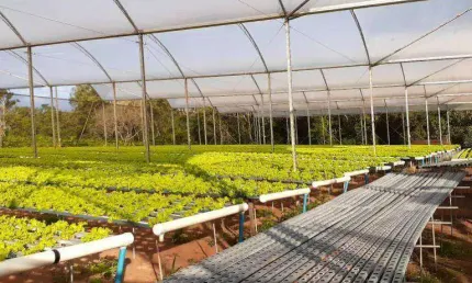 Chácara com 2 dormitórios à venda, 52000 m² por R$ 3.000.000,00 - Vila Guadiana - Mandaguaçu/PR