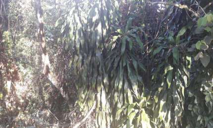 Terreno em condomínio fechado à venda na Rua Maranhão, quadra 23, Arujázinho I, II e III, Arujá