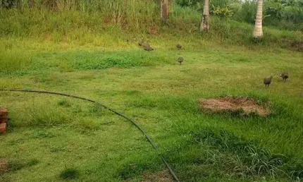 Chácara / sítio com 2 quartos à venda na Área Rural de Iracemápolis, Iracemápolis 