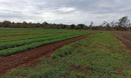 Sitio com 8 hectares a venda em Santo Antônio da Fartura