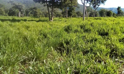 Fazenda com 1540 hectares em mirassol d´ oeste - mt