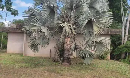 Chácara / sítio com 3 quartos à venda em Zona Rural, Cuiabá 