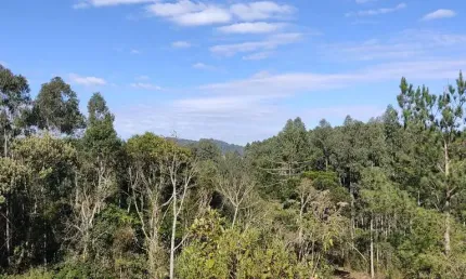 Chácara para Venda em Campo Alegre, Bateias de Baixo