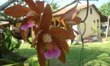 Chácara residencial à venda, Bom Fim, Nísia Floresta.