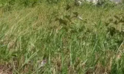 Terreno à venda na Rua Caminho dos Coqueirais, 25, Cajupiranga, Parnamirim
