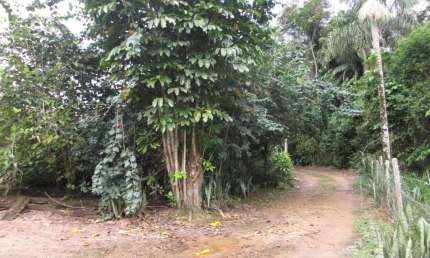 Chácara / Sítio à venda, 2 quartos, Nereu Ramos - Jaraguá do Sul/SC