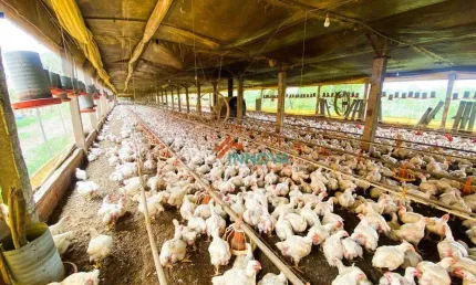 Sítio com granja com 4 dormitórios à venda, 25000 m² por R$ 1.100.000 - Anhumas - Piracicaba/SP