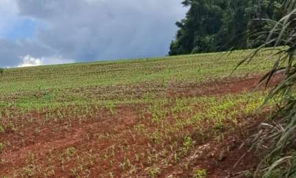 Chácara / sítio à venda na Rua Venâncio Aires, Zona Rural, São João