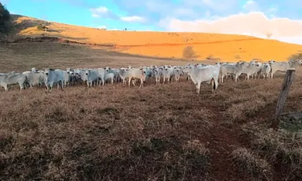 Vende-se sìtio direcionado a pecuària na região de cascavel pr!!