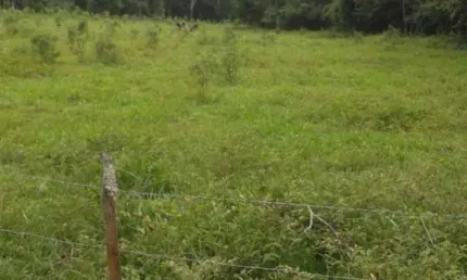 [Vendo Sítio em Brazópolis] [7 hectares com córrego d'água]