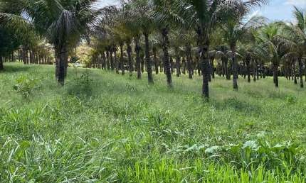 CHÁCARA EM BONFINÓPOLIS Chácara à Venda, 96800 por R$ 1.250.000 TA14587