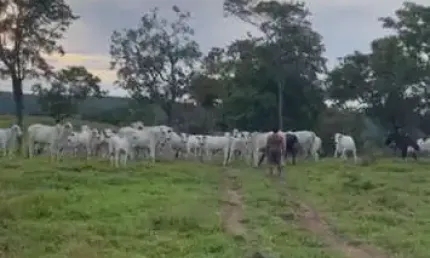 Fazenda bálsamo , oportunidade perto de você fazenda à venda, 84000 por r$ 4.000.000 au31136
