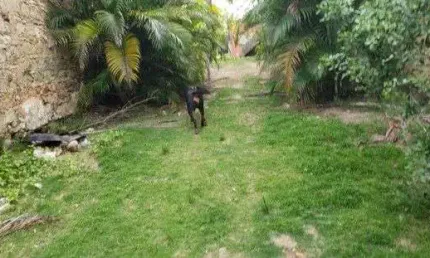 Terreno à venda, 1350 m² por R$ 950.000,00 - Ribeira - Salvador/BA