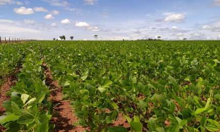 Fazenda Mato Grosso do Sul, com área total 3.454 ha, planta 1.200 ha, à venda, Zona Rural, Sonora,