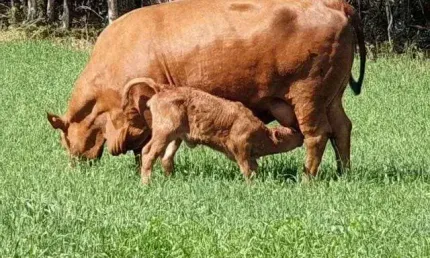 Lapa, Fazendinha ou Haras, 8 alqueires ou 19,36 hectares, casa sede, piscina, mina, gado, à venda,