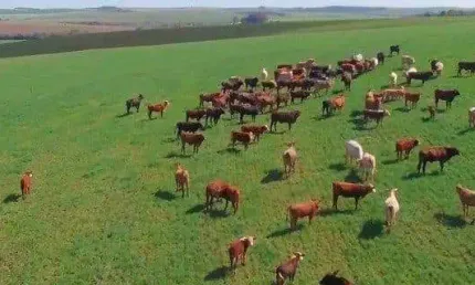 Palmeira, Fazenda à 46km Park Barigui, 100 alqueires, 242 hectares, ou 2.420.000m², dupla aptidão,