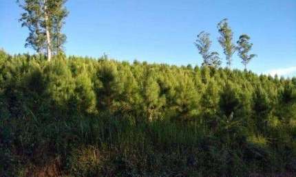 Campo Largo , Itambé, Reflorestamento, área jplantada de 36 alqueires, 59km Parque Barigui, à venda