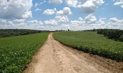 Lapa, Fazenda 42 alqueires ou 101,64 hectares,. Um talhão, Plantando 30 alqueires, à venda, Zona Ru