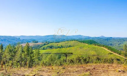 Campo Largo, 111 alqueires, ou 269 hectares, 38 alqueires para reflorestamento, à 6 km do asfalto,