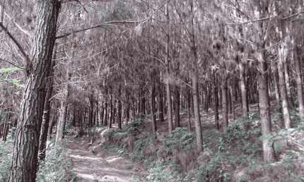 Campo Largo, Itambé, Floresta plantada de 50 Alqueires, à 49km Park Shopping Barigüi, Curitiba, à v