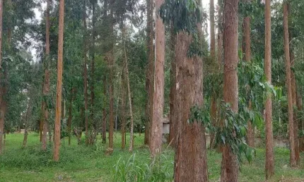 Lapa/ Balsa Nova, 54 Alqueires ou 131 há , Floresta de Pinos e Eucalipto Pronta Pra Corte, à venda,