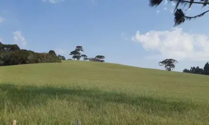 Lapa, Sede Centenária, 45 alqueires ,110,31 hectares , planta 16 alqueires, à venda, Mariental, PR