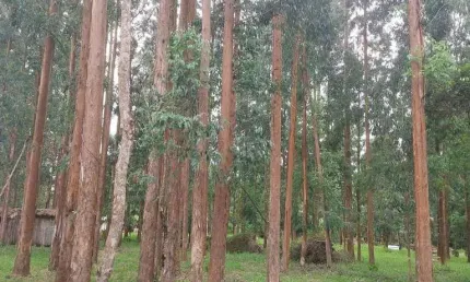 Lapa/ Balsa Nova, 54 Alqueires ou 131 há , Floresta de Pinos e Eucalipto Pronta Pra Corte, à venda,