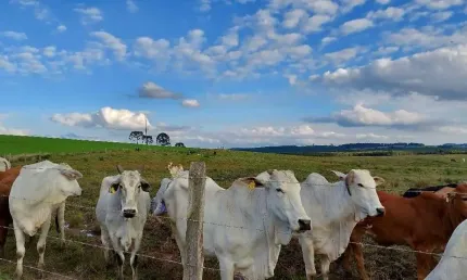 Lapa, fazenda 157,30 hectares ou 65 alqueires, plantando 45 alqueires, dupla aptidão, à venda, pr