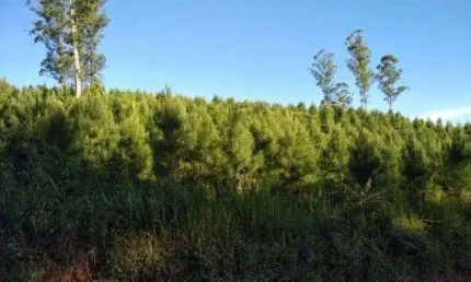 Campo largo , itambé, reflorestamento, área jplantada de 36 alqueires, 59km parque barigui, à venda