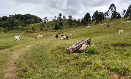 Terreno para venda com 142 Alqueires Cubatão - Campo Alegre - SC