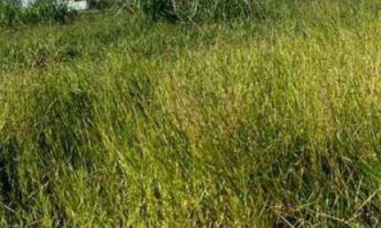 Terreno à venda, 200 m² por R$ 120.000,00 - Maisparque Rio Preto - São José do Rio Preto/SP