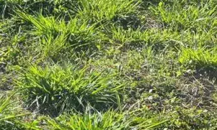 Terreno à venda, 180 m² por r$ 65.000,00 - mais parque cedral - cedral/sp