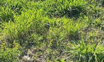 Terreno à venda, 180 m² por R$ 65.000,00 - Mais Parque Cedral - Cedral/SP