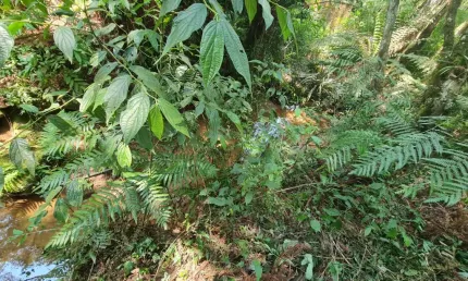 Terreno à venda na Rua da Canafístula, 467, Parque do Embu, Colombo