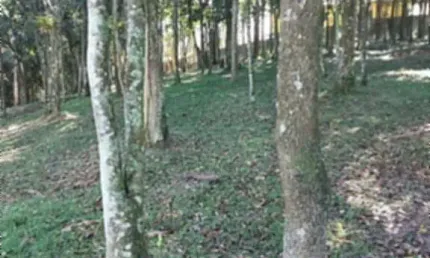Terreno à venda no Dos Finco, São Bernardo do Campo 