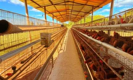 Chácara / sítio à venda na Área Rural, Área Rural de Brazlândia, Brasília