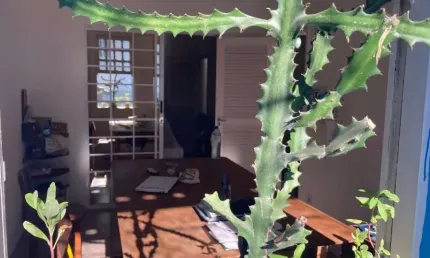 Casa com 4 quartos à venda na Luiz Alvares,, 45, Centro, Itaparica