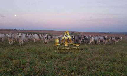 Fazenda com 1 sala à venda na Área Rural, 1130, Área Rural de Marília, Marília