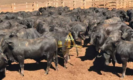 Fazenda Dupla Aptidão à Venda - Zona Rural - Flores de Goiás/GO