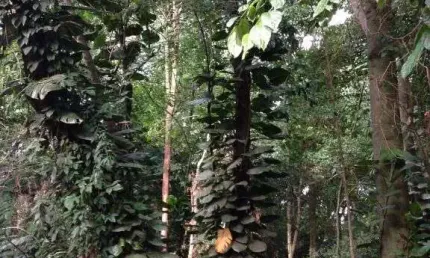 Terreno em condomínio fechado à venda no jardim santana, campinas  por r$ 1.450.000