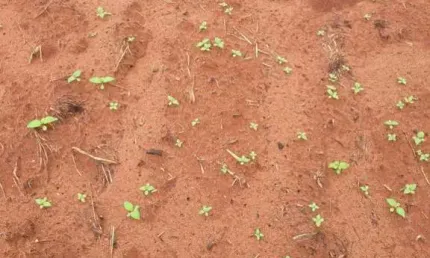Fazenda à venda na Zona Rural, Zona Rural, Nova Maringá